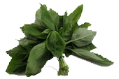 Basil for pasta sauces