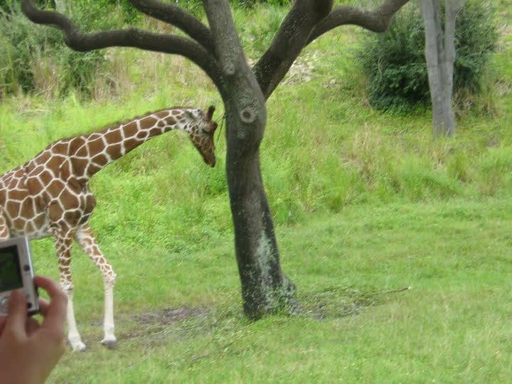 top 10 safari parks in uk