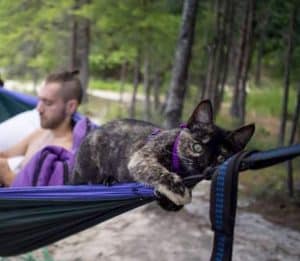 cat in hammock