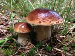 Cep or porcini mushroom