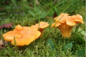 Chanterelle mushrooms