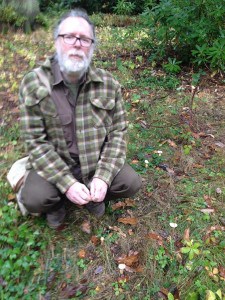 trooping funnel mushrooms