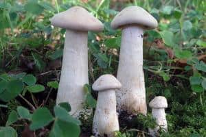 trooping funnel mushrooms