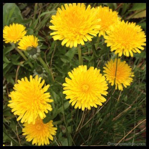 Dandelions