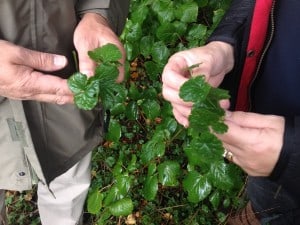 ground ivy and wood avens