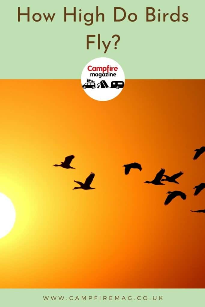 How High Do Birds Fly (And Other FAQs) | Campfire Magazine