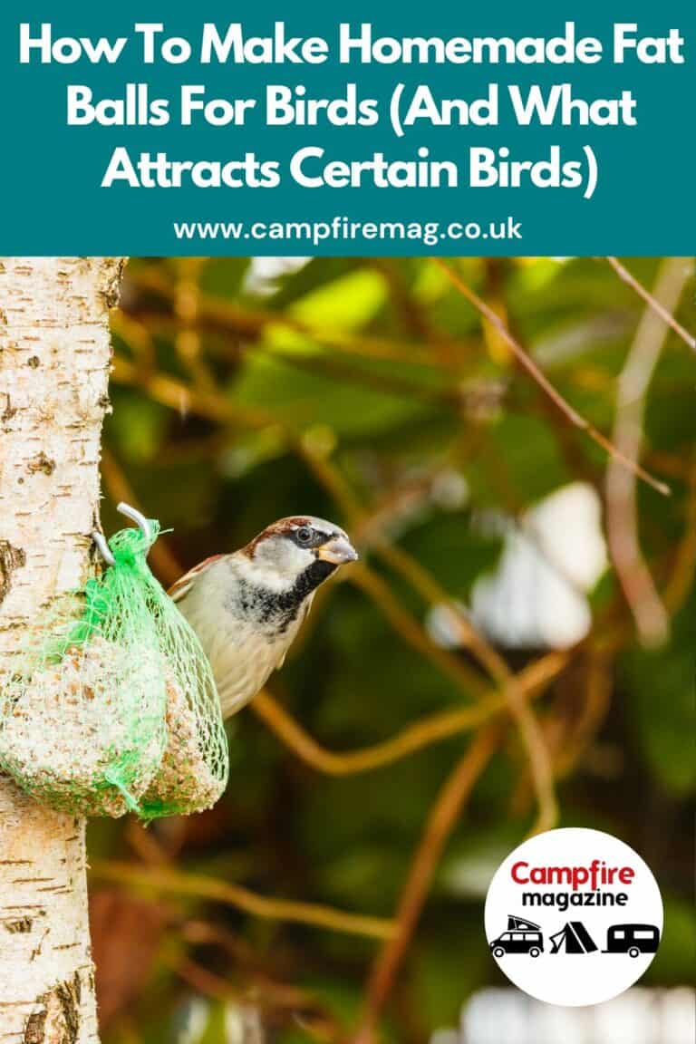 How To Make Homemade Fat Balls For Birds (And What Attracts Certain Birds) Campfire Magazine