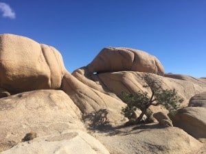 Joshua Tree