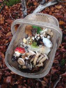 mushrooms