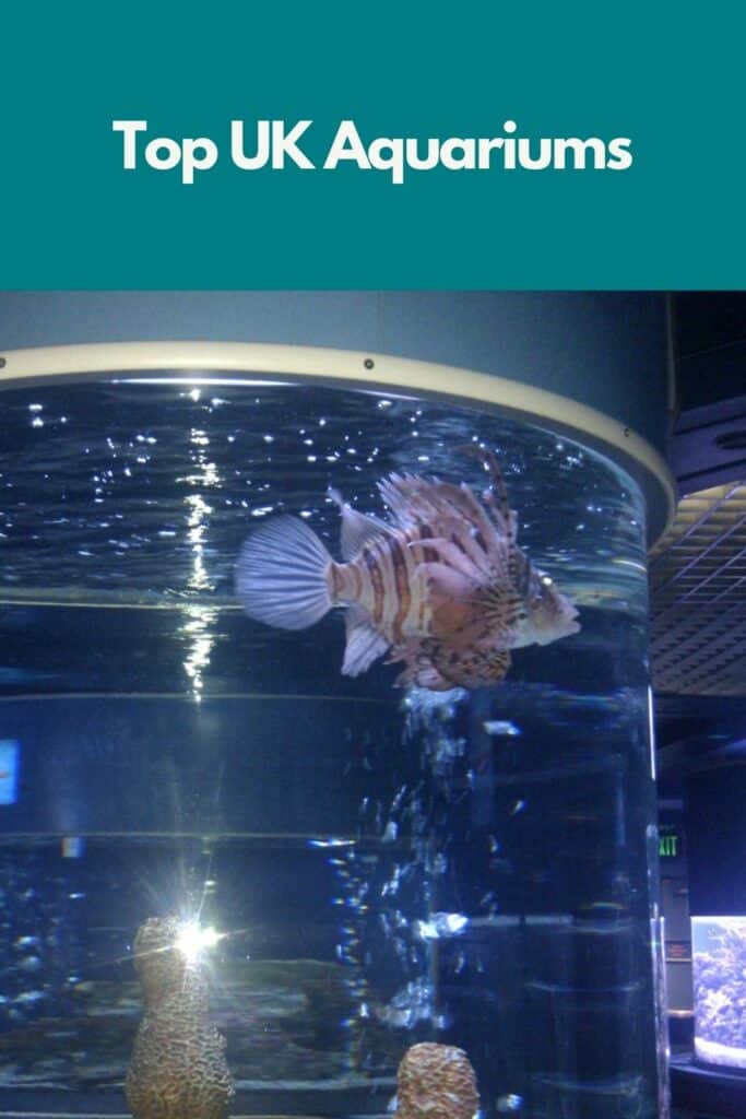 Top UK Aquariums (Near Me) Campfire Magazine