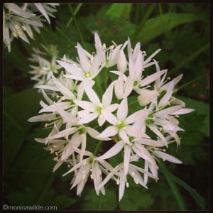 Wild garlic