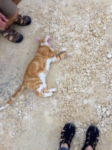 cat on a walk