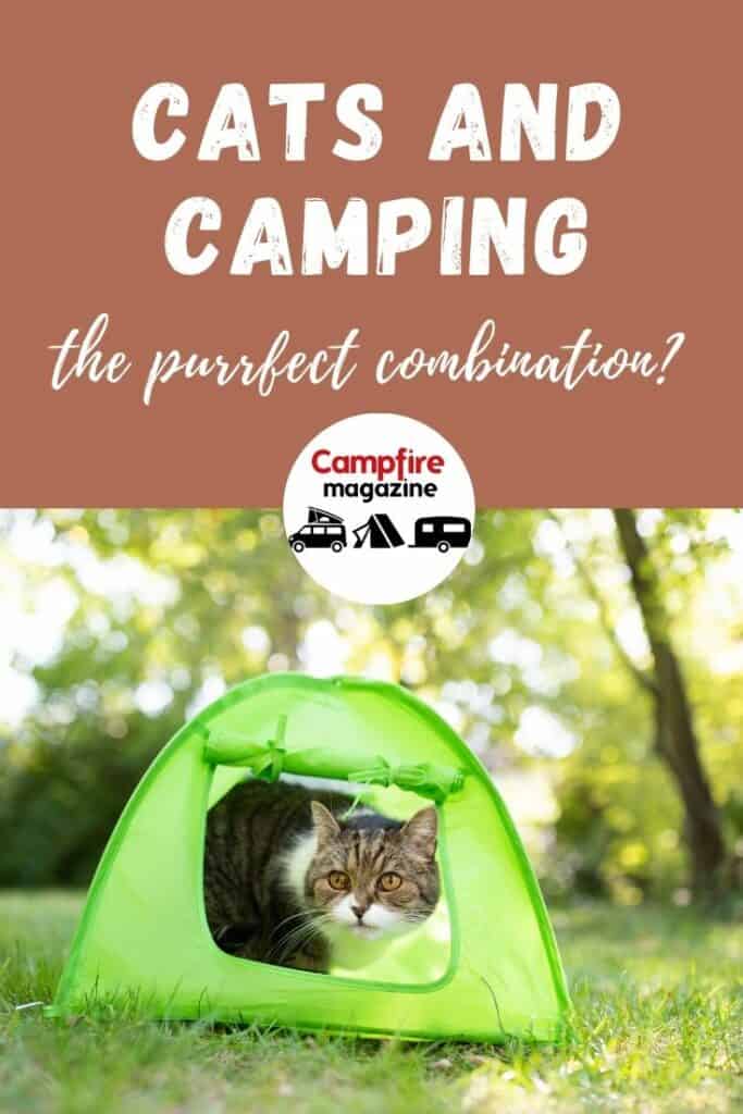 Cats And Camping The Purrfect Combination? Campfire Magazine