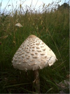 Parasol mushroom