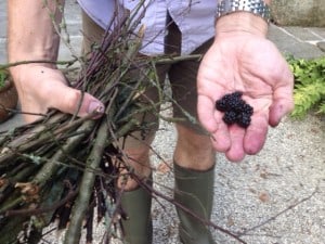 blackberrying