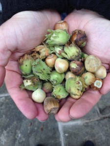 Cobnuts