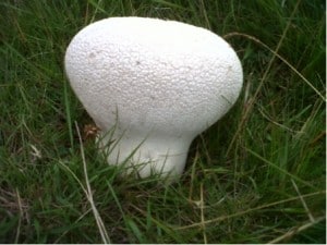 puffball mushroom