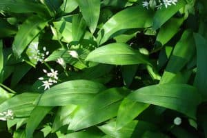 wild garlic recipes