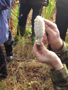 shaggy ink cap