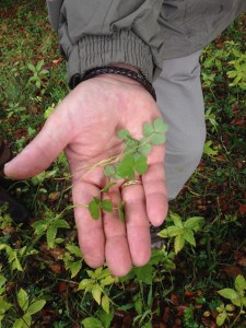 woodsorrel